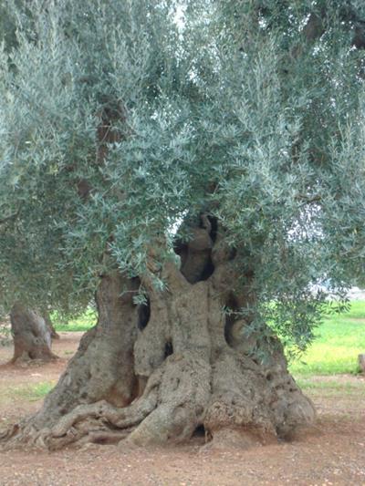 OLIVO MILLENARIO ORNAMENTALE